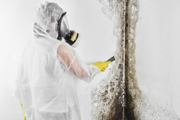 Trusted Greenville, IN Mold Removal Experts